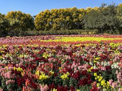 -广东花都香草世界旅游度假区