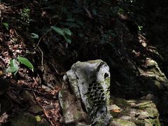 -鼎湖山风景区