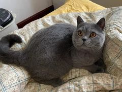 -关爱宠物医院·猫科中心·消化科(滨湖万达分院)