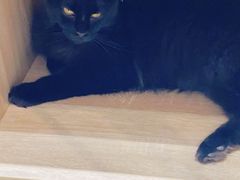 -藏猫猫咖啡主题馆(中央大道店)