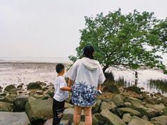 -宝安西湾红树林湿地公园