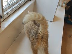 -Let's go狗咖·猫咖·奶狗·桌游(春熙路IFS店)