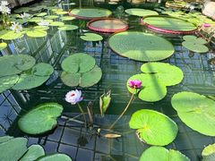 -北京植物园-展览温室