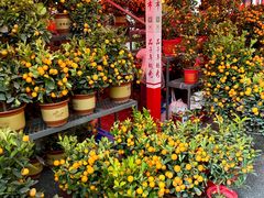 -越秀西湖花市(广州城市广场花卉店)