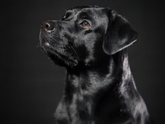 -超宠爱宠物摄影-Super pet