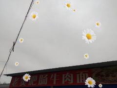 -老窦肥肠板面