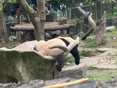-都江堰中华大熊猫苑