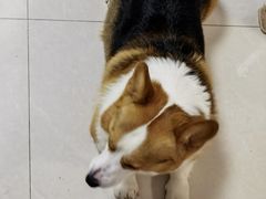 -宠福鑫康馨动物医院·骨科·眼科