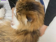 -瑞派长江宠物医院·猫科·外科·24小时夜护(谊城公寓分院)