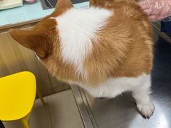 -宠福鑫康馨动物医院·骨科·眼科