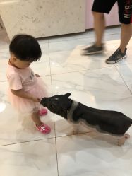 -Moni星球萌宠·小马宝莉·灵蛇·高端高阶全萌宠互动体验俱乐部(红豆国际广场店)