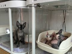 -翊宠yipet猫狗购宠庄园犬舍•猫舍