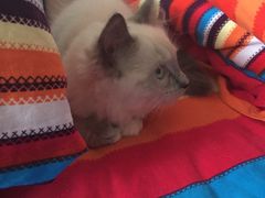 -Bastet sally猫舍购宠(静安店)