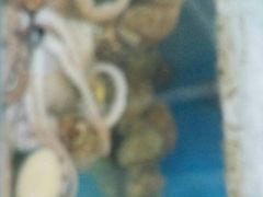 -宾朋海鲜特色美食餐厅·纯手工鲅鱼水饺(兴海路店)