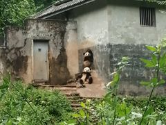 -中国大熊猫保护研究中心雅安碧峰峡基地