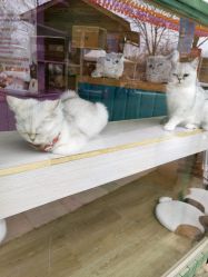 -萌宠亲子动物乐园(槐房万达店)