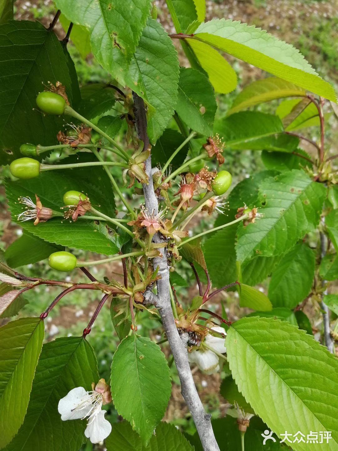没赶上看樱桃花，过来看看樱桃初果