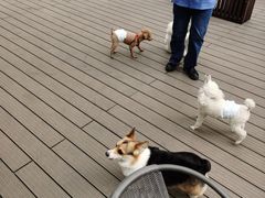 -百好乐宠物友好餐厅(朝外大街店)