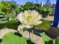 -莲花池公园