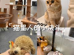 -有喵·猫咖·狗咖·30几只猫10只小狗(岗厦店)