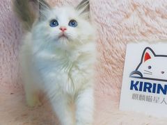 -十年猫舍·猫咪专门店(普陀店)