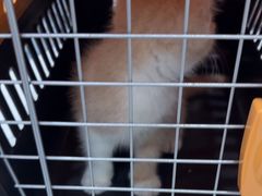 -瑞鹏宠物医院·普外科·影像科·皮肤科(城市山谷分院)