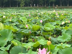 -荷塘月色湿地公园·向阳花洲