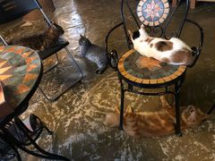 -猫猫幼稚园·撸猫·桌游·电玩