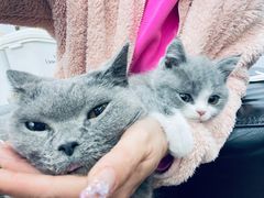 -暖阳宠物医院·犬猫康复中心·骨科