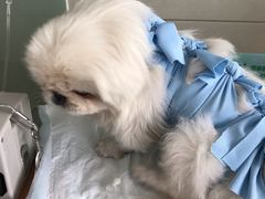 -康旭宠物医院(郑州总院)