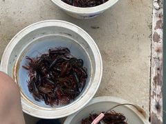 -同銮特种养殖场·龙虾垂钓