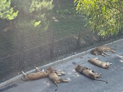 -大连森林动物园