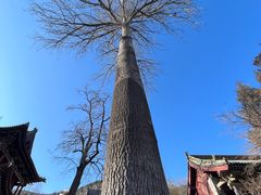-晋祠公园