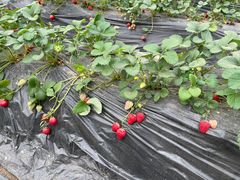 -大自然农场蔬菜草莓采摘园