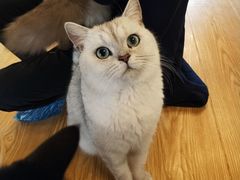 -萌喵咖啡屋(人民东路4号口M16商铺店)