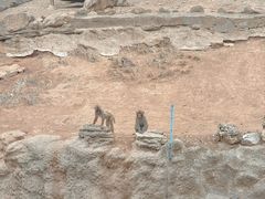 -石家庄市动物园