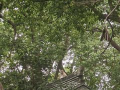 -苏州上方山国家森林公园