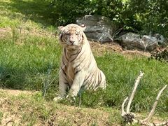 -北京野生动物园