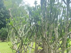 -中国科学院西双版纳热带植物园