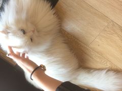 -Pets First伊珊娜洗护·精致美容·家庭式寄养(新会路店)