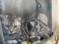 -美联众合动物医院·24h京西诊疗中心