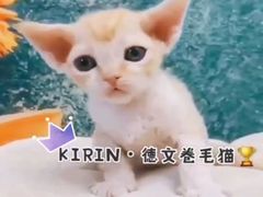 -十年猫舍·猫咪专门店(普陀店)
