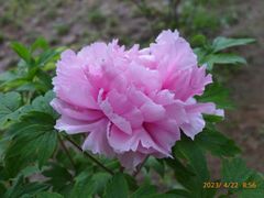 -仁和公园(顺义区)