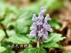 -青龙山国家森林公园