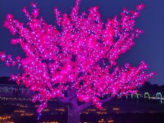 -花博汇(知音花月夜)