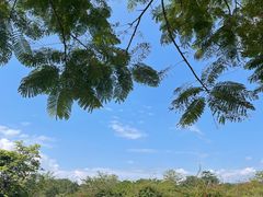 -中国科学院西双版纳热带植物园