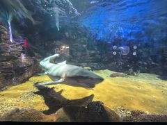 -烟台海昌鲸鲨海洋公园