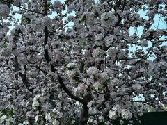 -海棠花溪(元大都城垣遗址公园)