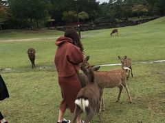 -奈良公园