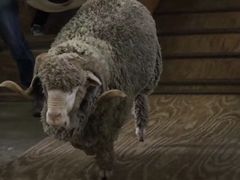 -可伦宾野生动物保护区